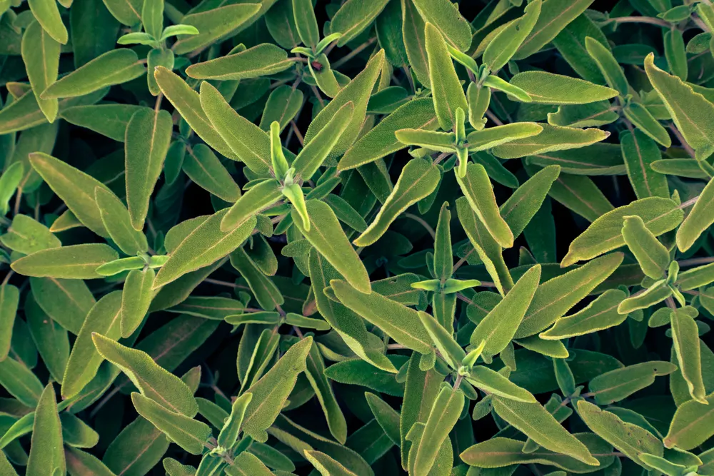 Fresh green sage leaves, one of the herbal remedies with limited but promising evidence for menopausal hot flashes.